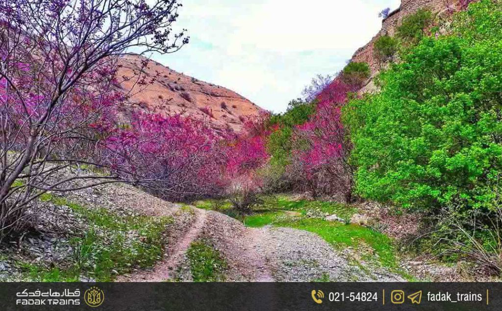 تنگه ارغوان