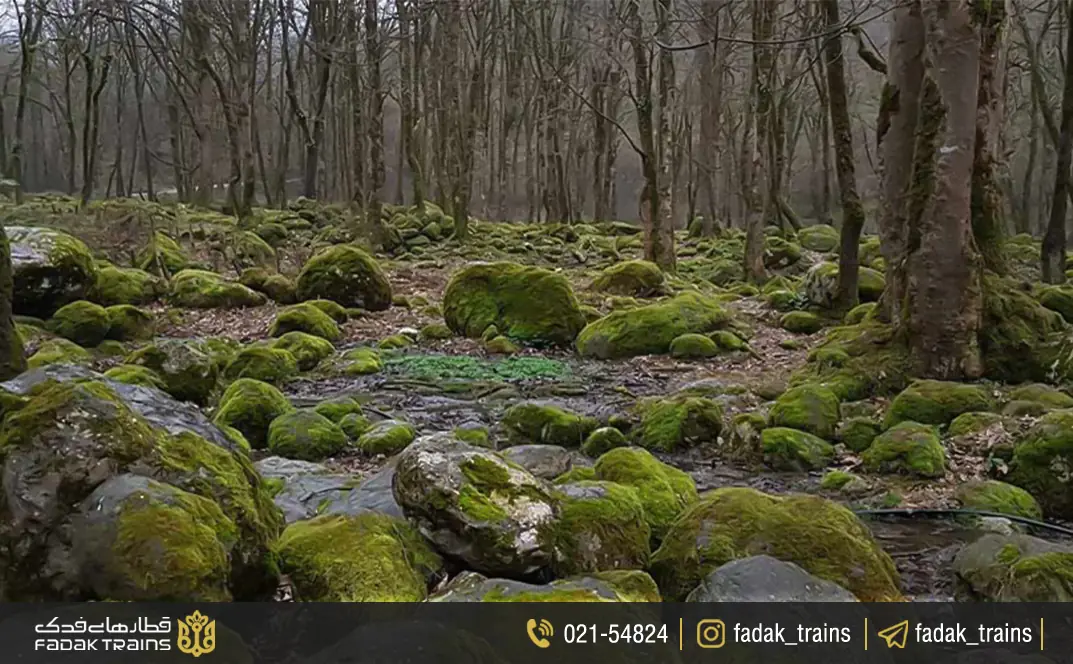 جنگل متل قو؛ یکی از زیباترین جنگلهای مازندران