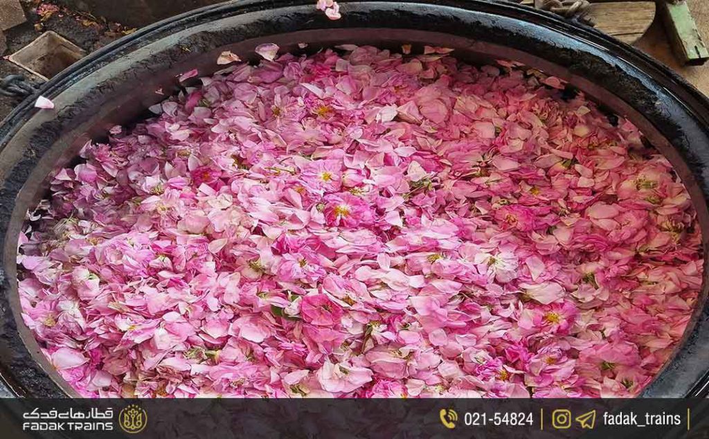 بهترین زمان سفر به کاشان، اردیبهشت فصل گلاب گیری کاشان - وبلاگ فدک