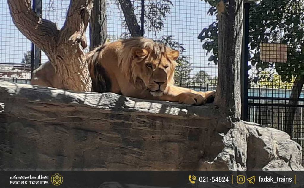 باغ وحش وکیل آباد مشهد چه حیواناتی دارد