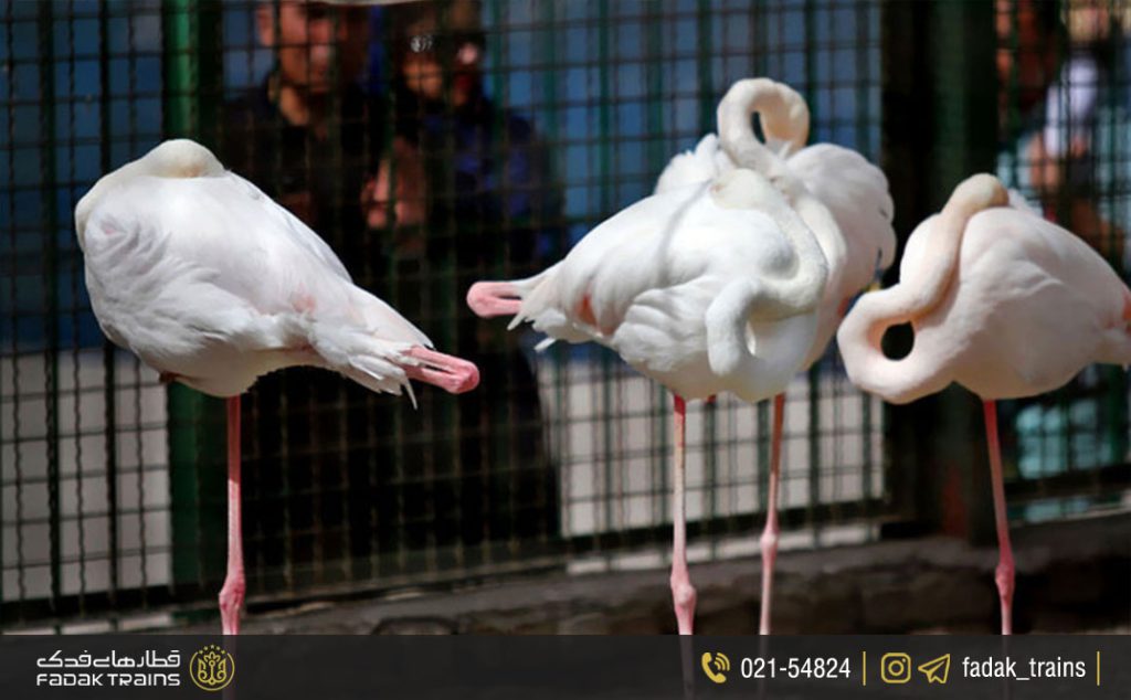 باغ وحش مشهد ساعت کاری