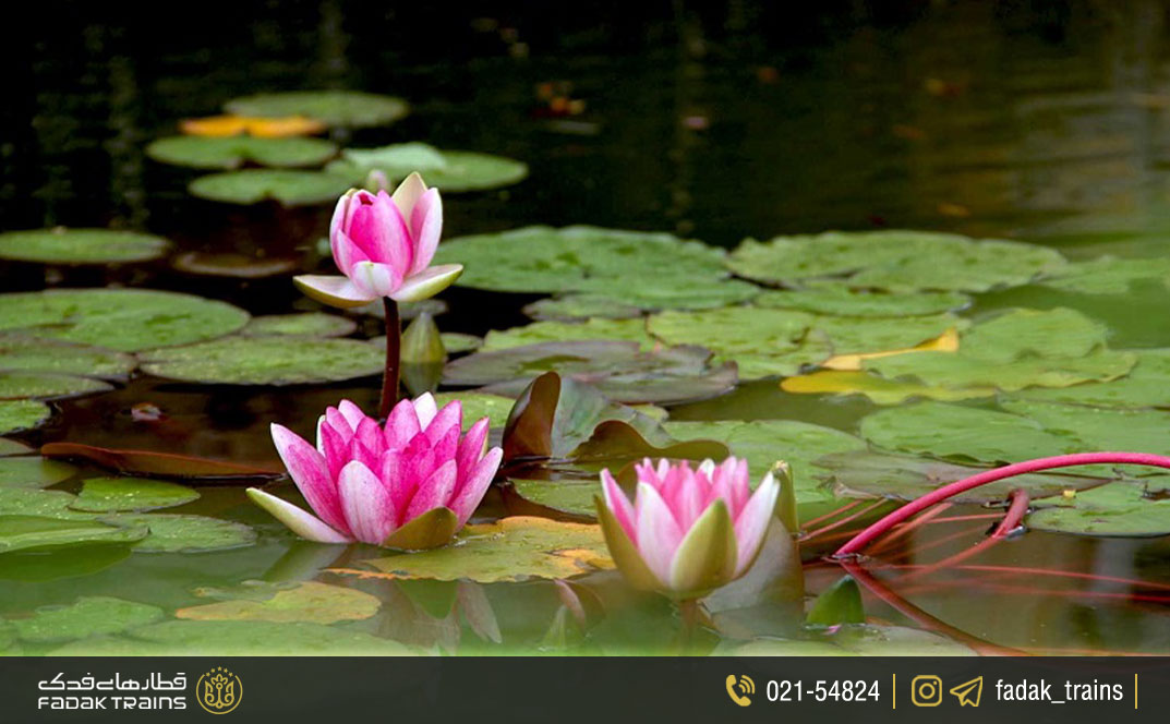 تالاب حمیدآباد ساری