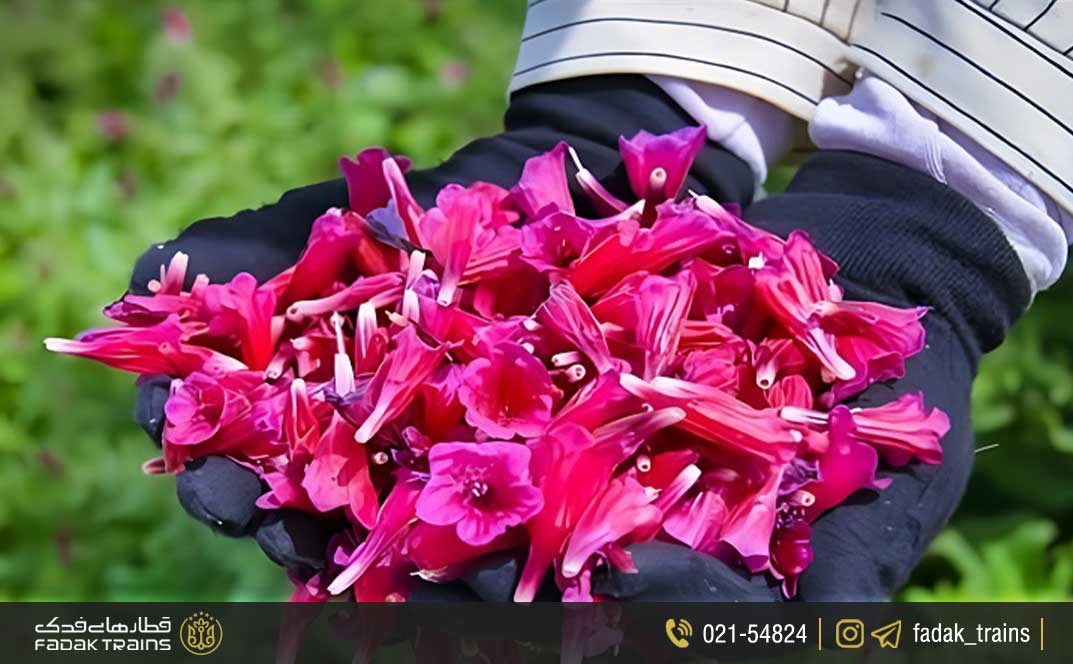 گل گاوزبان مشهد