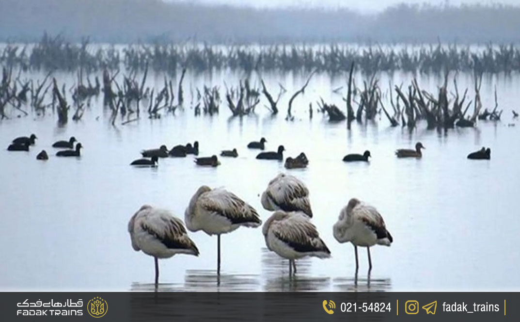 تالاب میانکاله در زمستان
