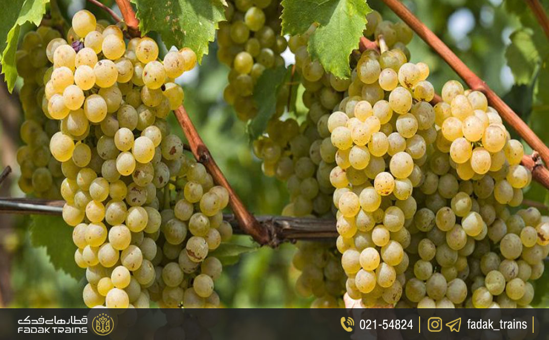 میوههای قزوین