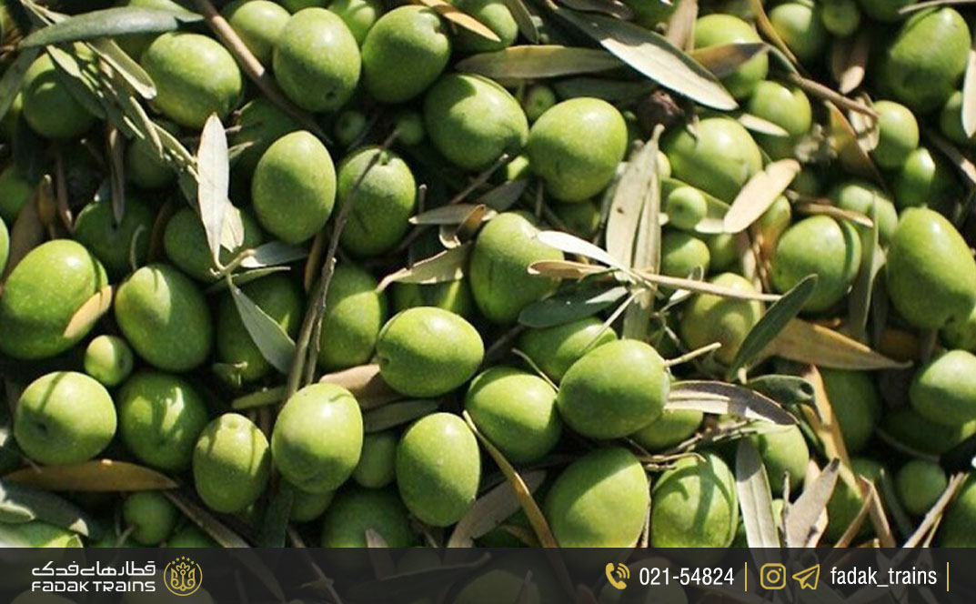 زیتون طارم سفلی