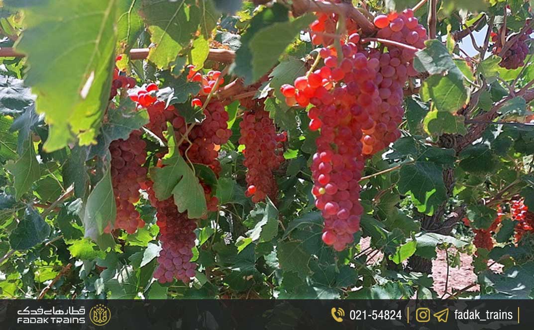 کشمش و انگور تاکستان